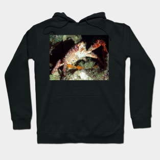 Caribbean Hairy Clinging Crab Hoodie